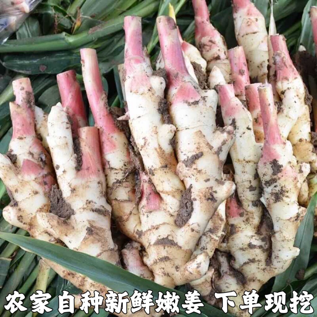 湖北嫩仔姜新鲜子姜芽红头玉手生姜泡老醋鲜姜蔬菜农家现挖泡菜