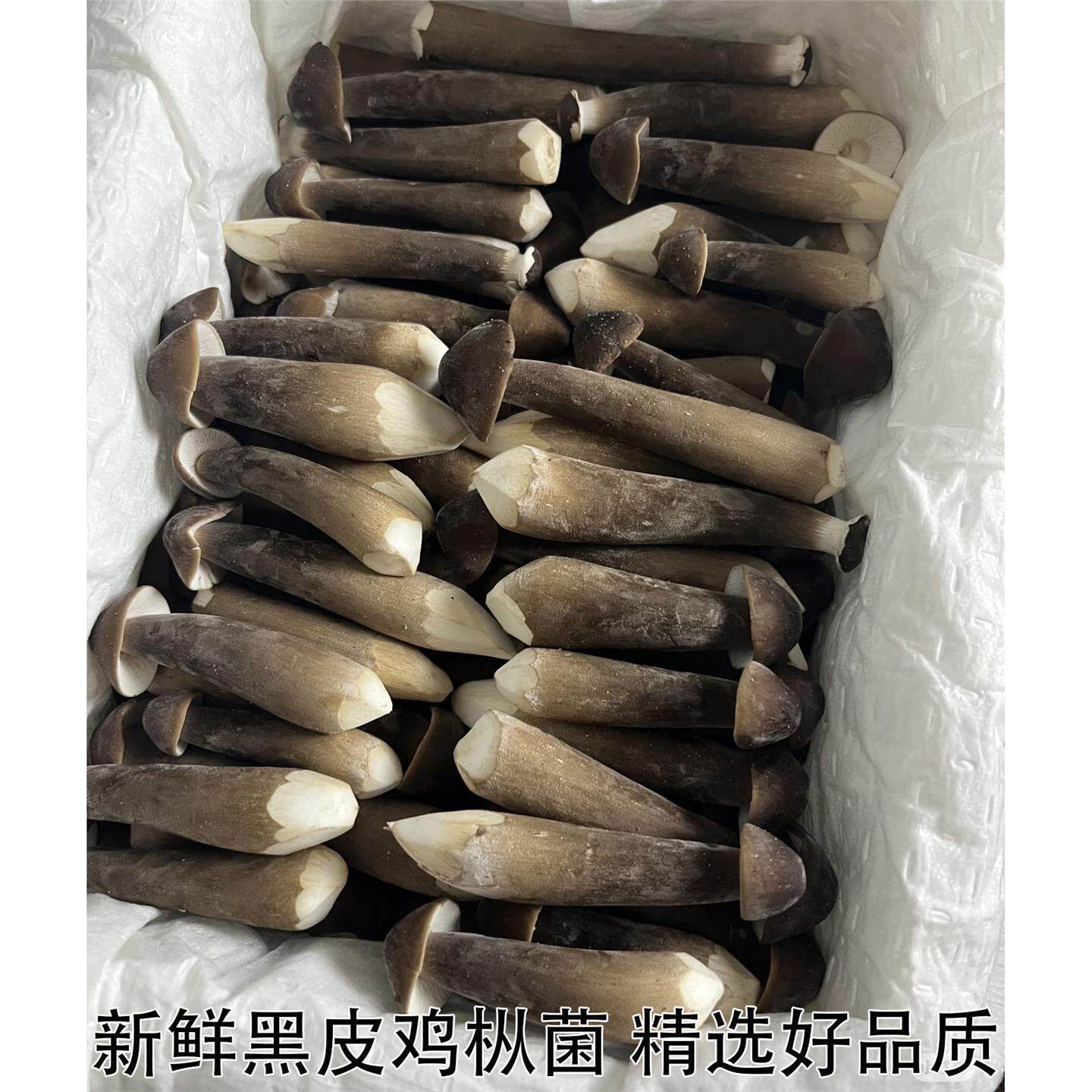 黑皮鸡枞菌系新年食用蘑菇菌菇煲汤火锅烧烤鸡枞菇鲜货非干货