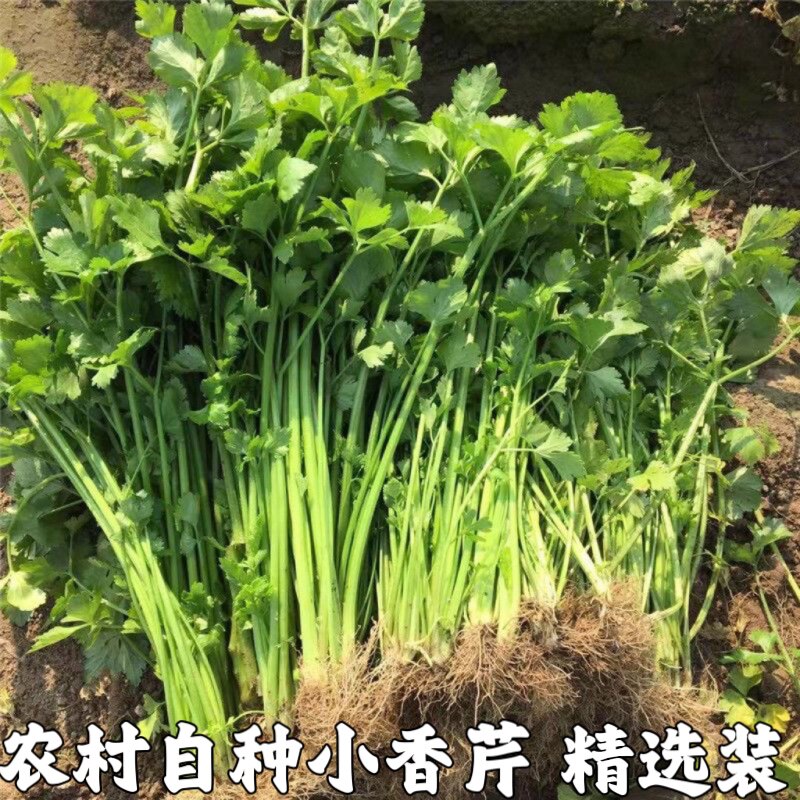 湖北农家菜新鲜小芹菜根西芹香芹青芹青菜蔬菜农村自种时令蔬菜