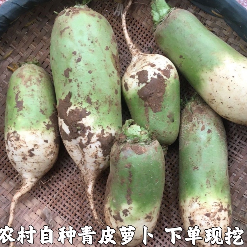 新鲜青皮萝卜5斤包邮湖北农家白萝卜脆萝卜时令蔬菜可生吃凉拌菜