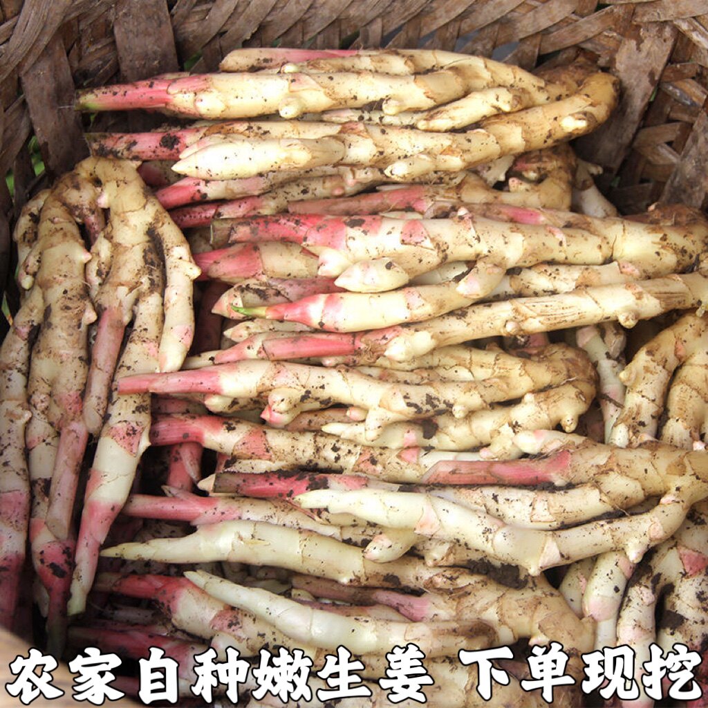 湖北农家新鲜细小仔姜嫩姜脆子姜芽新鲜现挖做泡菜醋泡产地发生姜