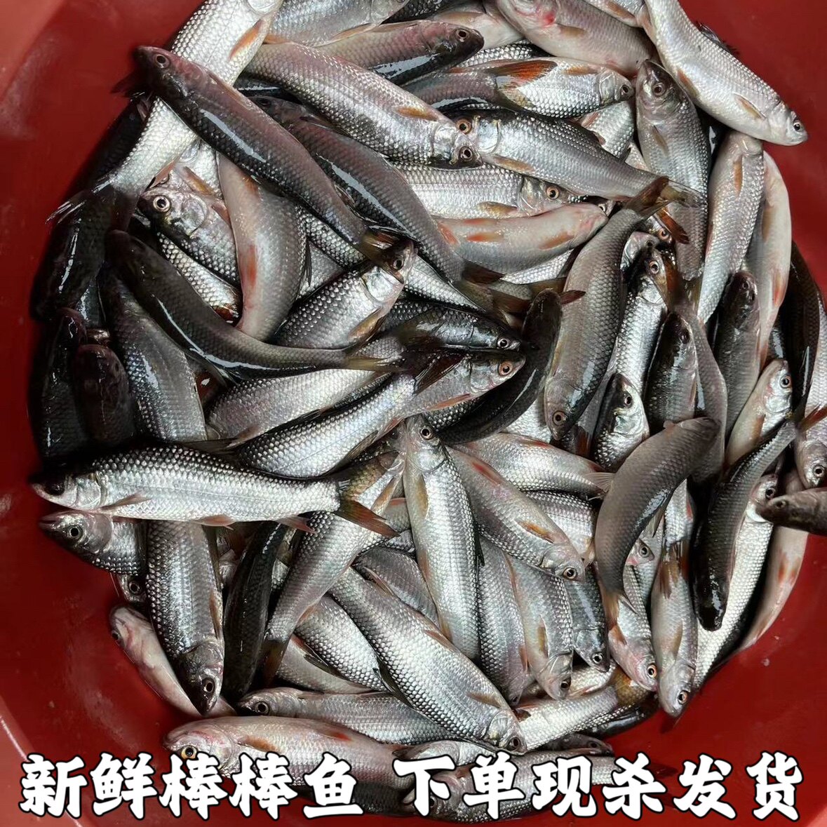 棒棒鱼 麦鲮鱼 鲮鱼 雪鲮 鲮公 花鲮 土鲮鱼 棍棍鱼新鲜水产包邮