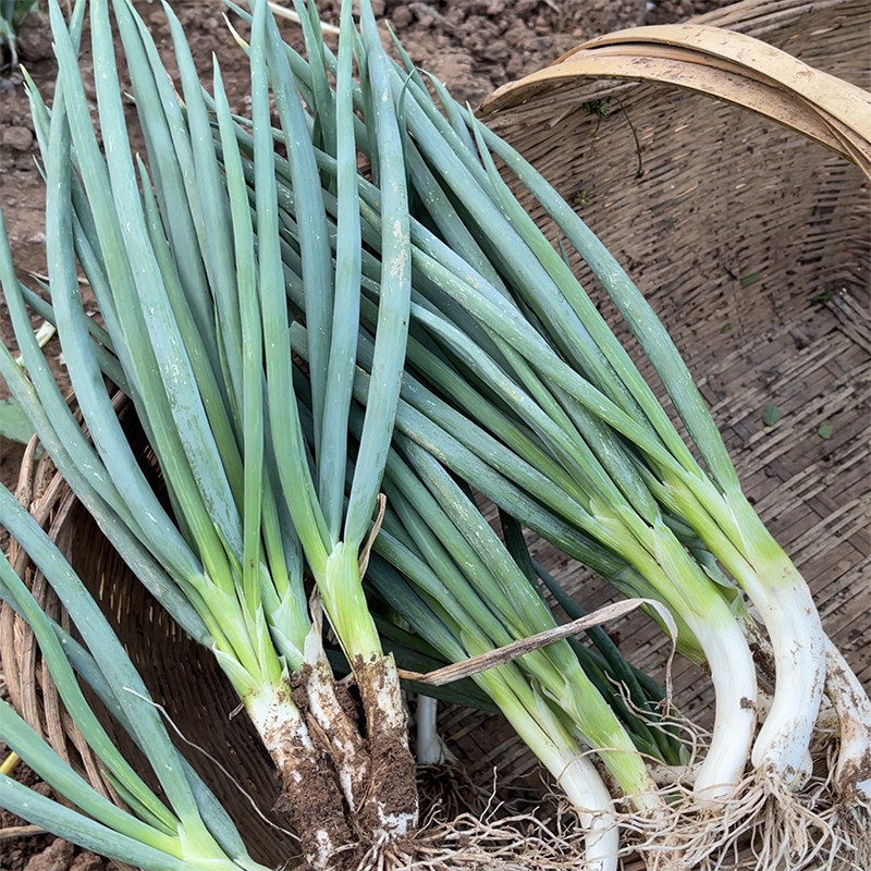农家自种新鲜小香葱小葱小分葱小白露葱香葱蘸酱蔬菜湖北农家菜,水产肉类/新鲜蔬果/熟食,葱类,淘宝优惠券,粉丝福利购,淘宝优惠卷