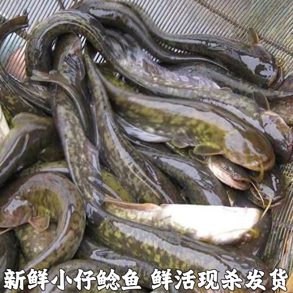 新鲜仔鲢仔鲶小鲶鱼胡子鲶大口鲶鱼本地土鲶鱼河鲶鱼淡水鱼鲜活