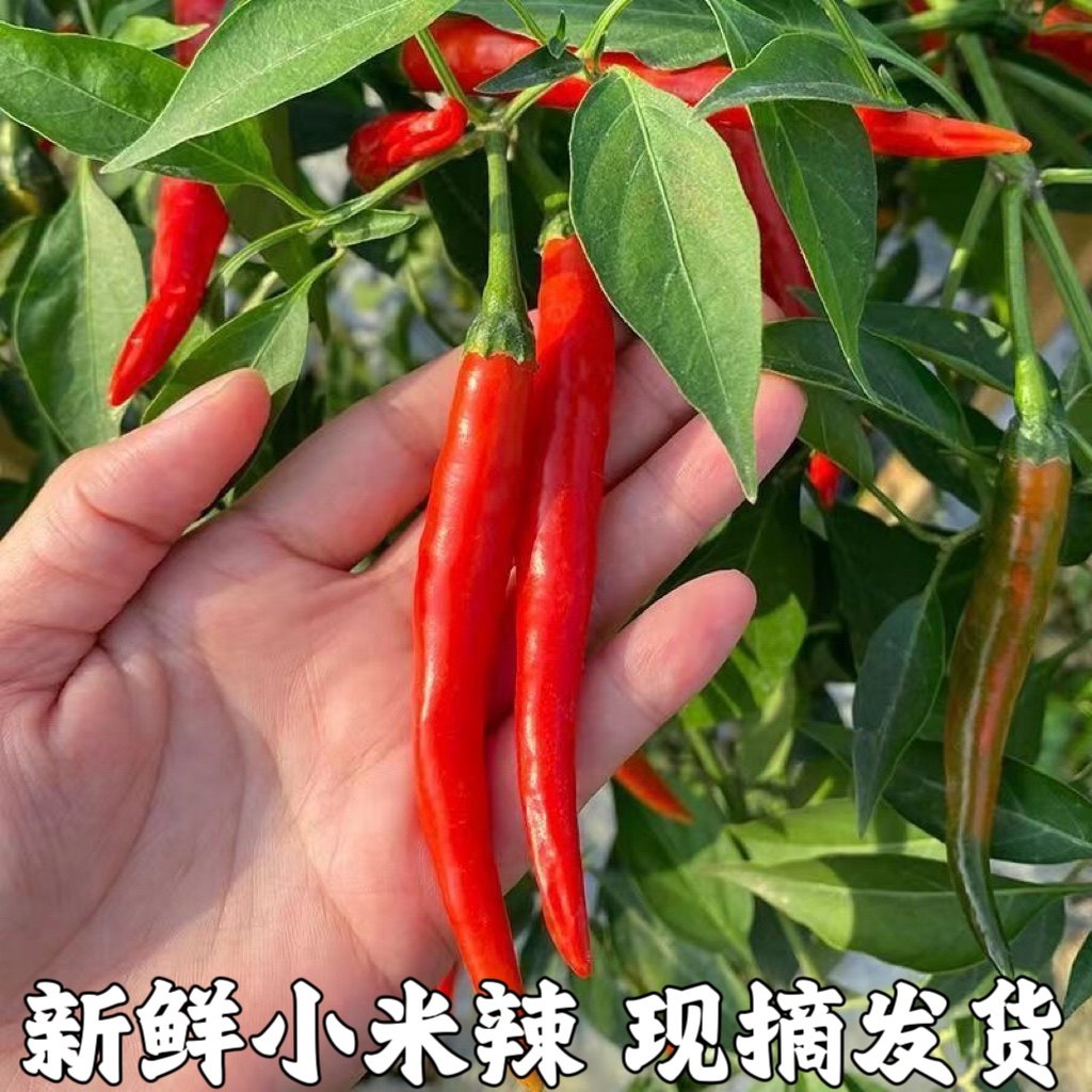 新鲜小米辣椒农家蔬菜包邮