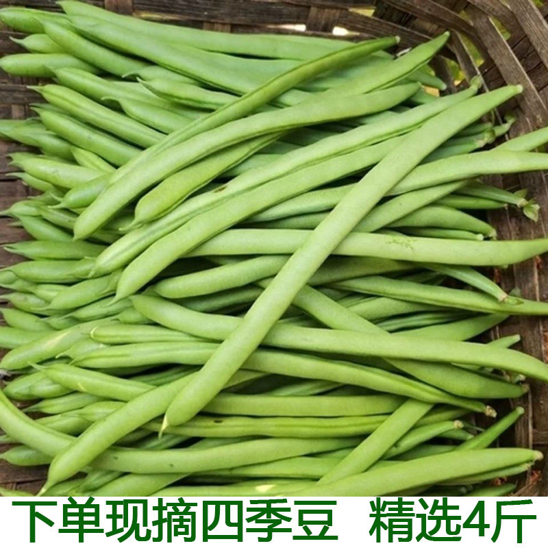 新鲜四季豆现摘现发湖北新鲜农家蔬菜时令蔬菜四季豆豆角芸豆包邮