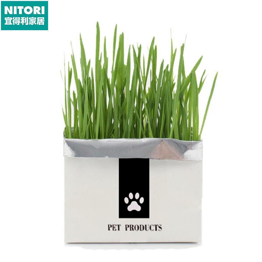 日本进口便宜得利无土栽培猫草套装猫零食毛球消化猫草 懒人水培