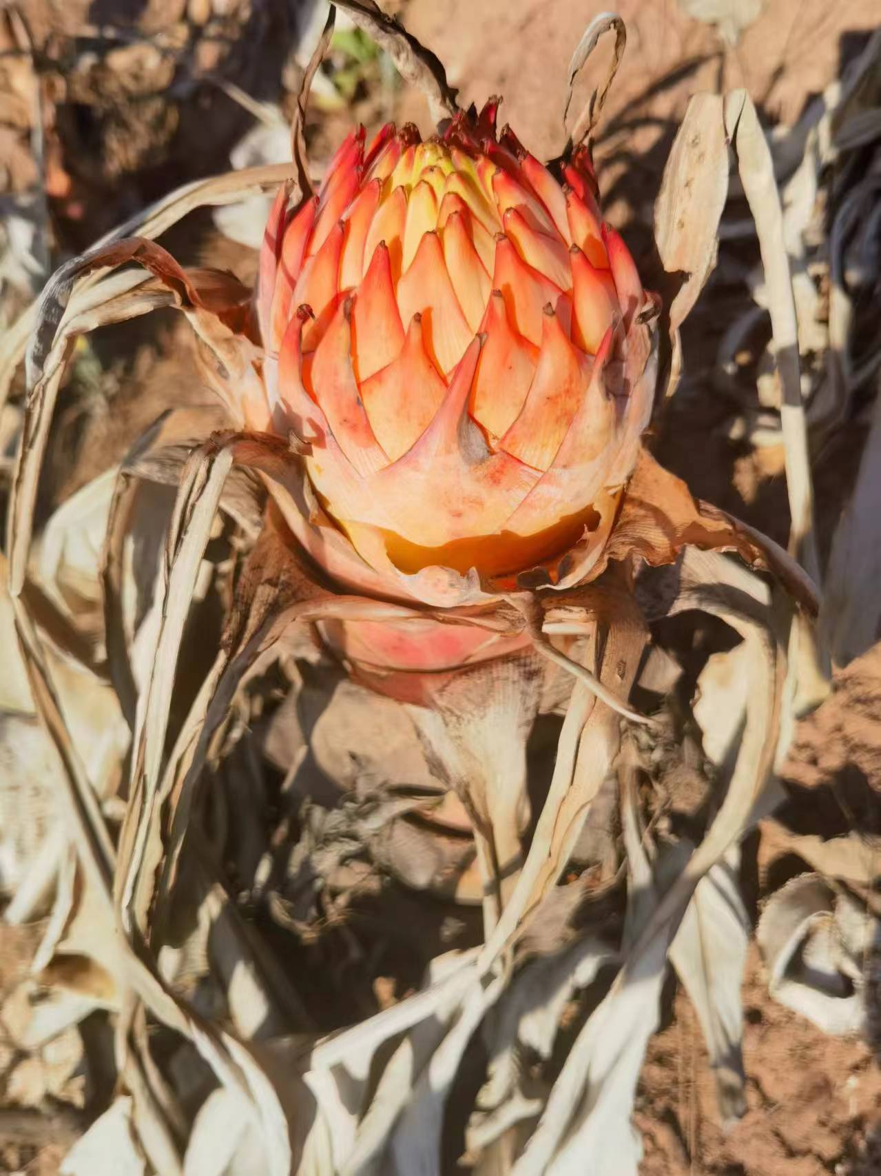 地涌金莲带花苞千瓣莲花云南大型花卉植物可室内室外易栽易活包活