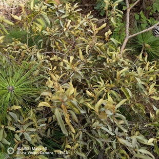 云南山区农村正宗松树寄生草寄生茶老树现采新鲜带松枝寄生茶包邮