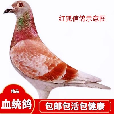 【红狐信鸽】血统赛鸽成绩鸽子代公棚天落鸟后代活体鸽子公母一对