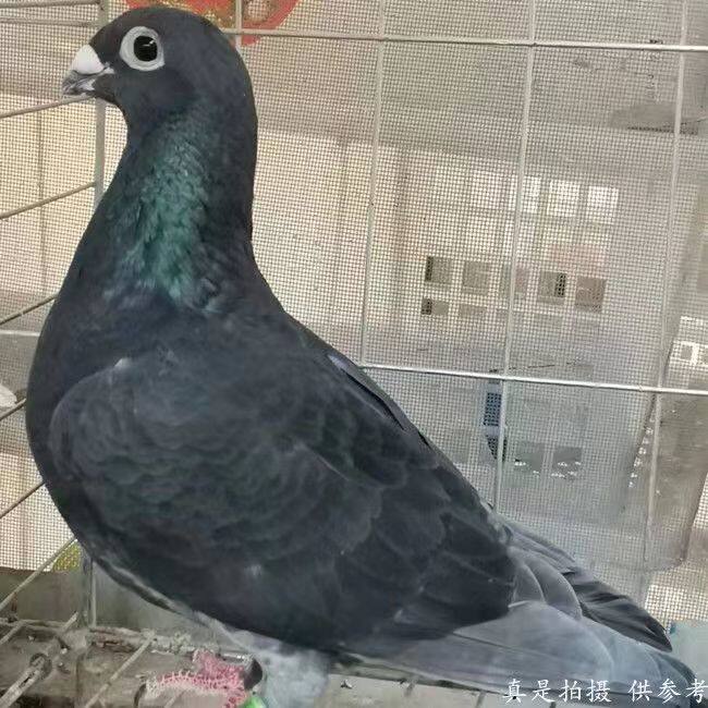 李鸟吴淞鸽子活体信鸽成绩鸽公棚鸽天落鸽吴淞活体赛鸽,530,0,信