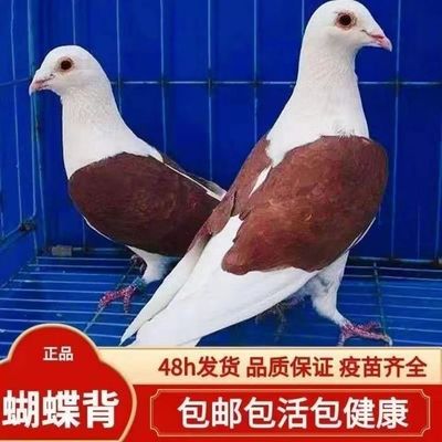 【蝴蝶背信鸽】各色好鸽子赛鸽活体飞行鸽蝴蝶花种鸽活体公母一对
