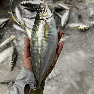 东山岛土豪养殖新鲜巴浪鱼冰鲜刺巴鱼棍子鱼池鱼鱼新鲜冷冻顺丰