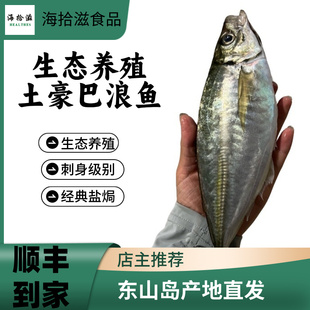 东山岛土豪养殖新鲜巴浪鱼冰鲜刺巴鱼棍子鱼池鱼鲅鱼即食顺丰海鱼