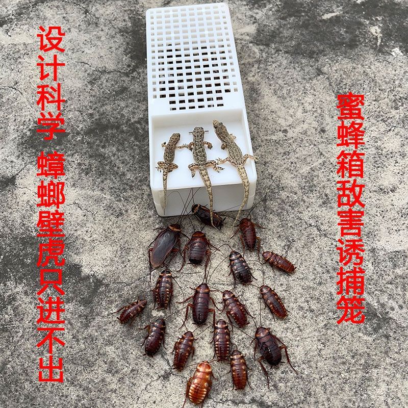 壁虎捕捉器户外诱捕器抓壁虎魔屋全窝端无毒强力杀蟑螂壁虎盒小号