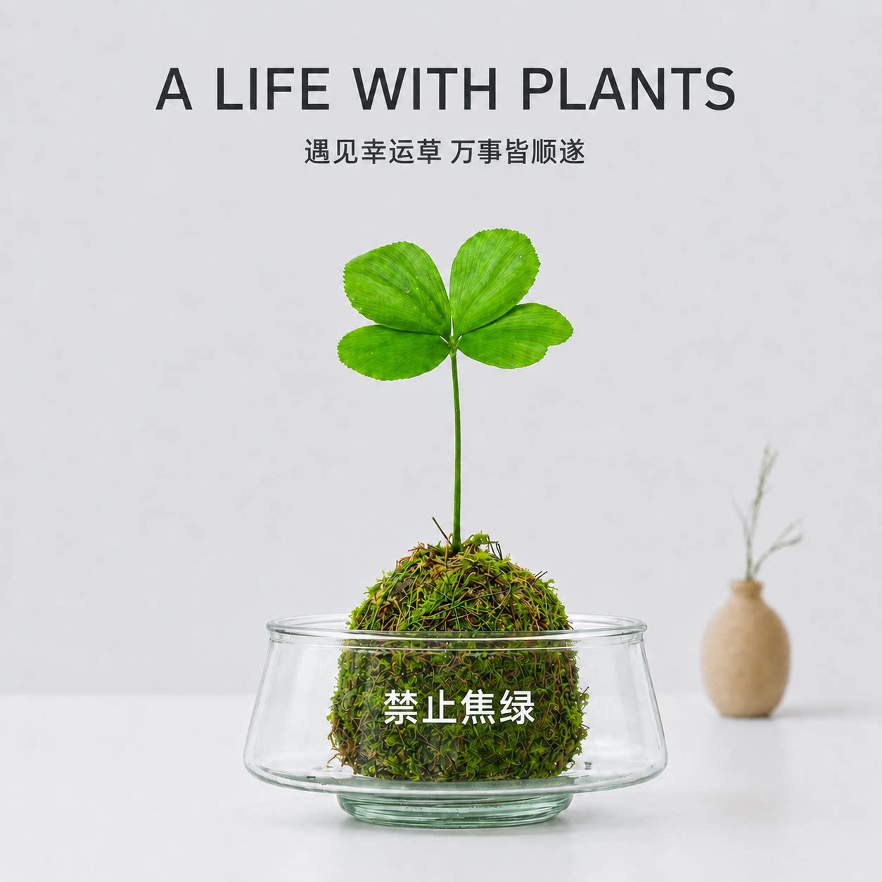 墨西哥铁树四叶草盆栽办公室内幸运草桌面绿植摆件好养活创意礼物