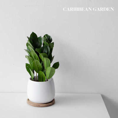 雪铁芋金钱树耐阴耐旱好养