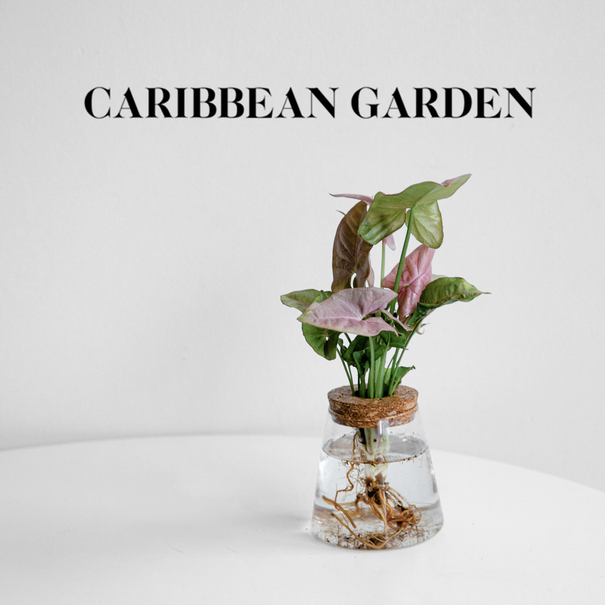 水培植物 室内好养花卉植物 办公室玻璃瓶玻璃花盆水培花卉小盆栽