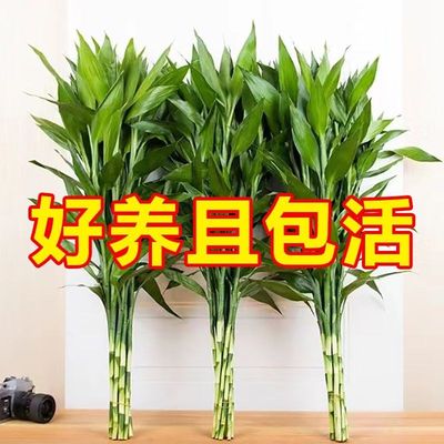 富贵竹花水养客厅水培植物粗枝转运竹绿植盆栽室内净化空气鲜花瓶