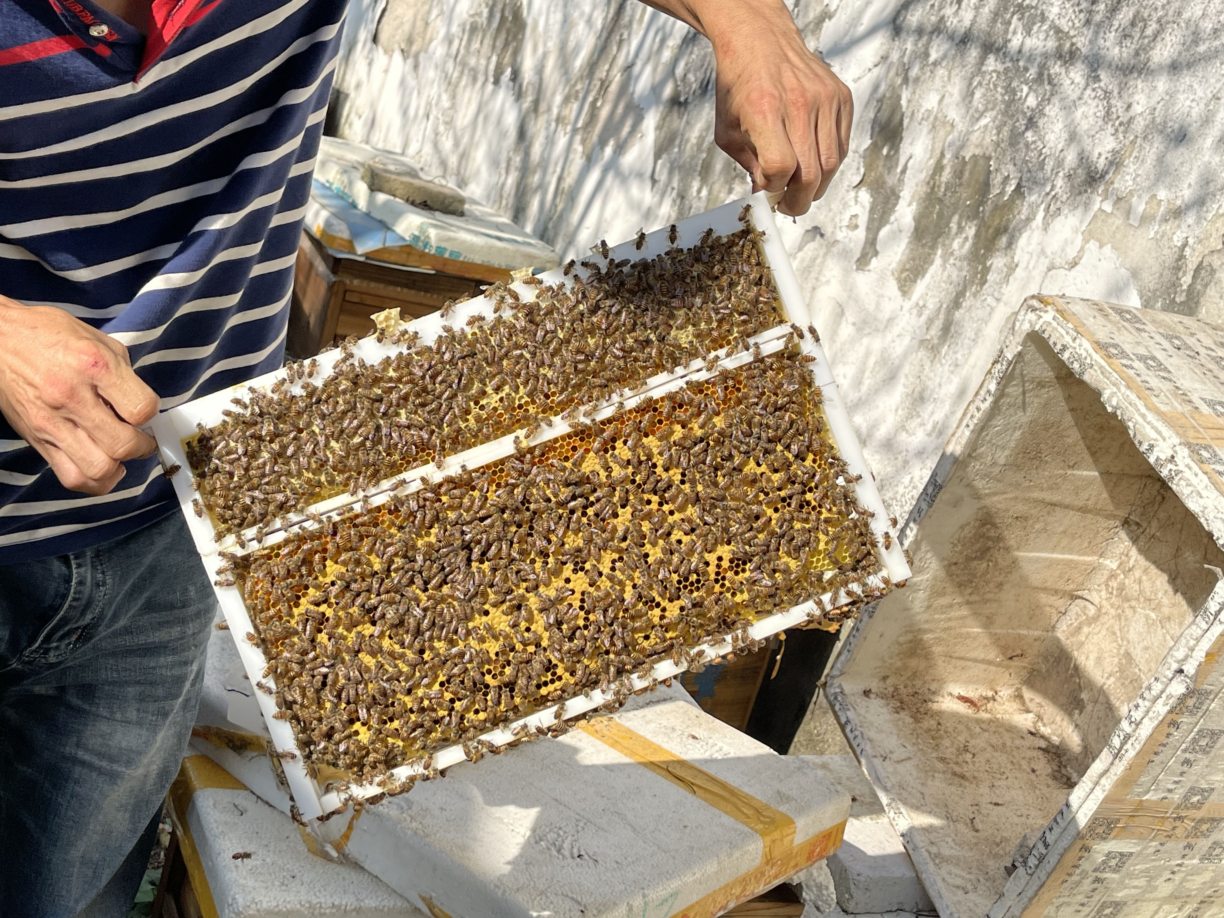 子蜜分离蜜蜂塑料巢框中蜂蜂箱饲喂巢础框架蜜蜂繁蜂养蜂工具