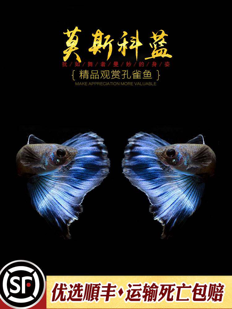 莫斯科蓝孔雀鱼精品观赏纯种热带小型胎生鱼冰蓝莫兰墨兰缎带活体