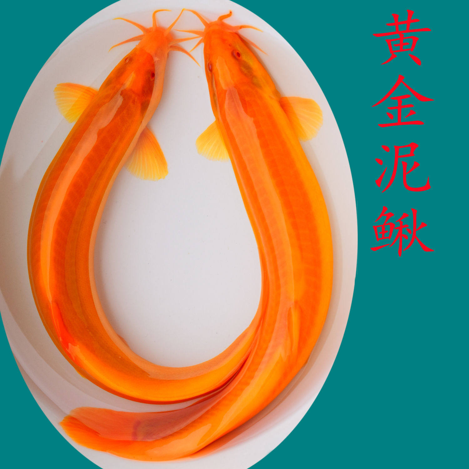 冷水观赏鱼黄金泥鳅垃圾鱼清道夫鱼好养耐活养不死泥鳅宠物活物鱼