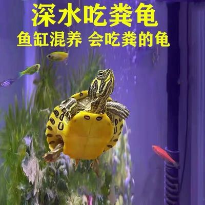 深水乌龟黄耳龟鱼缸混养小乌龟活物稀有纯种吃粪龟冷水观赏宠物龟