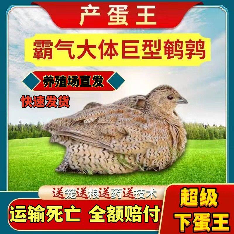 鹌鹑活苗天天下蛋青年鹌鹑黄沙维家庭宠物下蛋高手宠物鸡家养鹌鹑