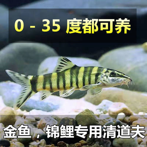 清洁观赏鱼观赏鱼泥鳅淡水