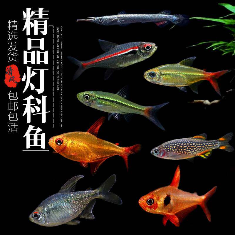 稀有小型鱼活体鱼宝莲灯鱼群游鱼甜心柠檬鱼南美野生鱼淡水热带鱼