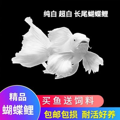 台湾精品锦鲤蝴蝶鲤观赏鱼短身球体大鳍长尾白小鱼苗耐活好养淡水
