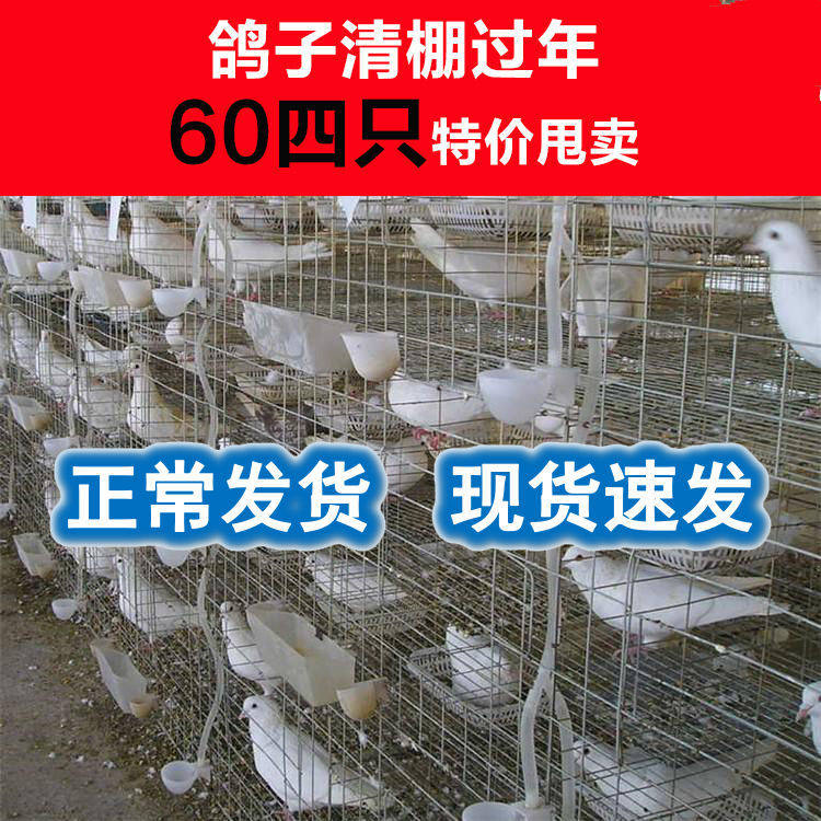鸽子活物一对特价白羽王鸽落地王鸽瓦灰鸽肉鸽子饲料下蛋鸽子