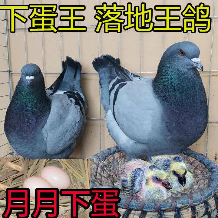 纯种落地王鸽子活物一对元宝种鸽特大型鸽子活体肉鸽观赏鸽现货