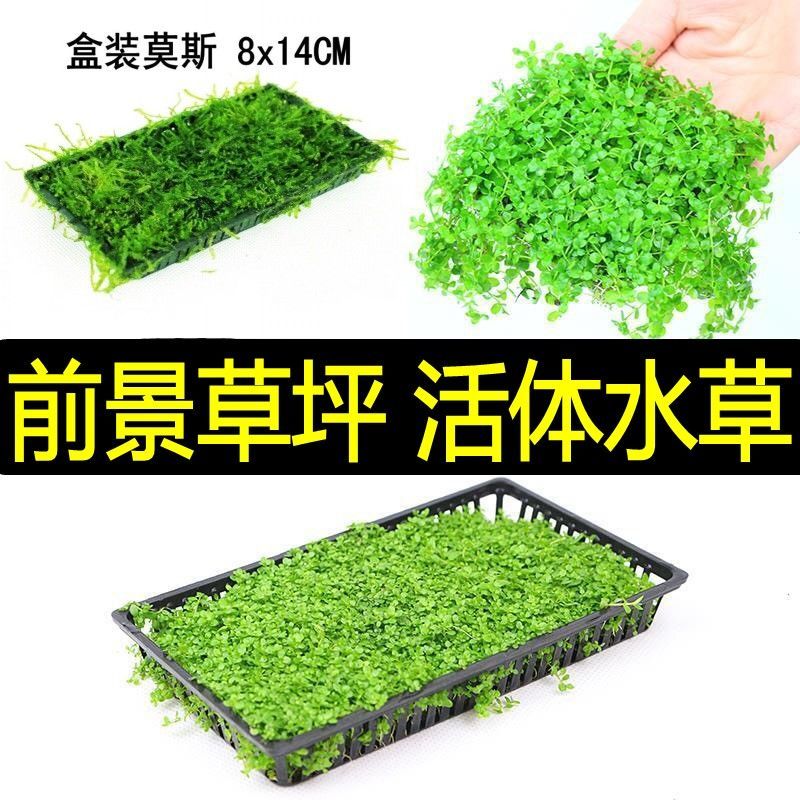 鱼缸水草活体水草水族箱造景迷你爬地矮珍珠牛毛毡天湖葵前景水草