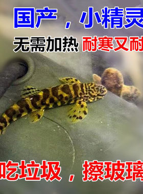 【国产小精灵】无需加温冷水清洁鱼 除藻吃垃圾 工具鱼原生鱼包邮