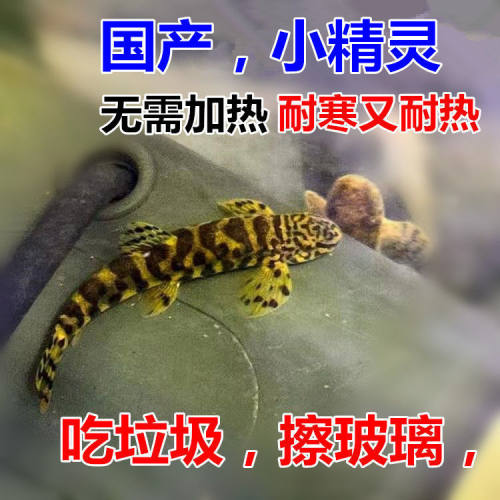 【国产小精灵】无需加温冷水清洁鱼 除藻吃垃圾 工具鱼原生鱼包邮
