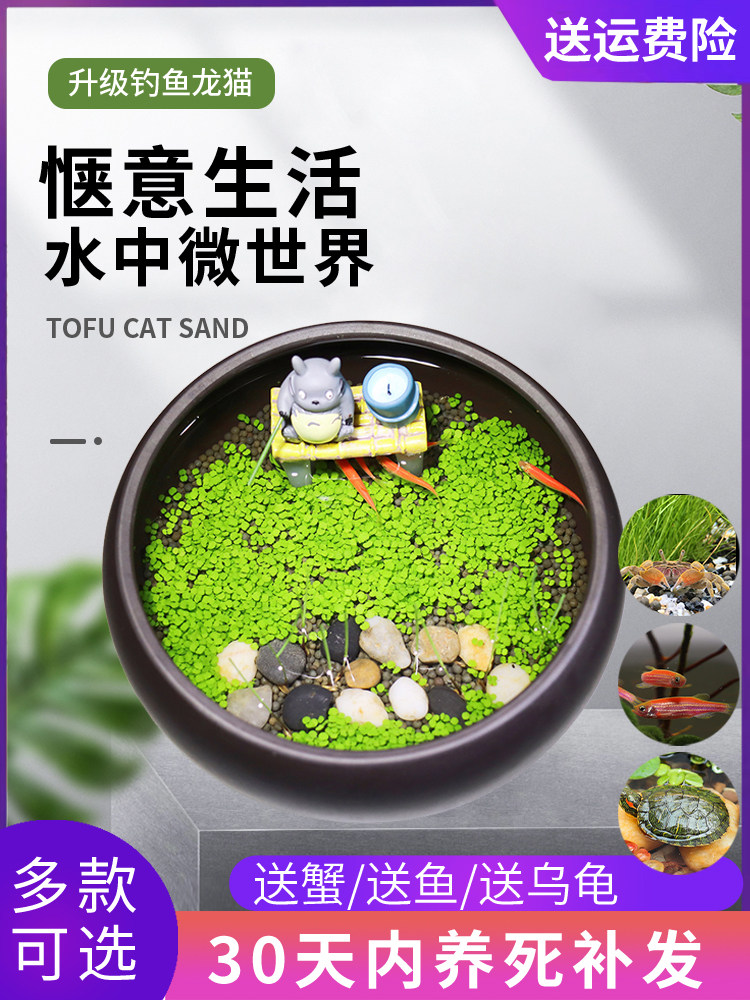 微景观龙猫垂钓办公室桌面盆栽紫砂陶瓷鱼缸植物种子创意水培植物