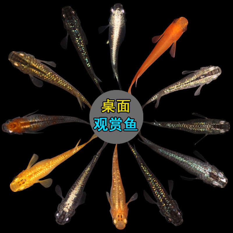 小缸能养小金鱼活体观背青鳉好养耐活淡水冷水鱼苗观赏鱼迷你
