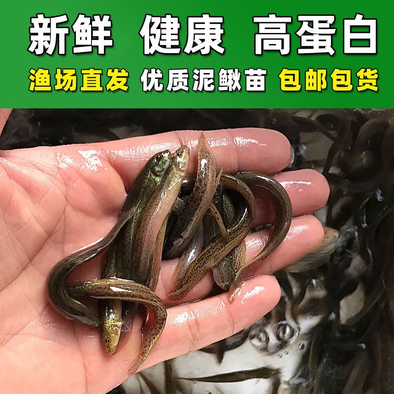 台湾泥鳅苗宠物鱼鳄龟饲料小泥鳅苗饵料活体淡水养殖泥鳅苗