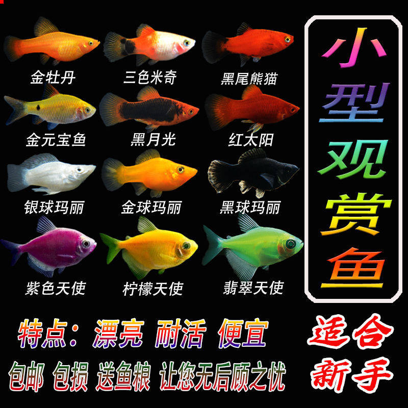 胎生鱼集凤尾黑玛丽小型金球玛丽皮球热带鱼观赏鱼宠物鱼凤尾冷水