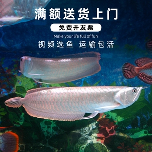 中大型鱼银龙鱼活体鱼龙苗热带观赏鱼淡水龙鱼水族黄化鱼活体 包邮