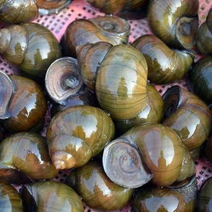 田螺鲜活淡水养殖大种螺螺蛳苗活体中华大圆田螺厚壳包活正宗田螺
