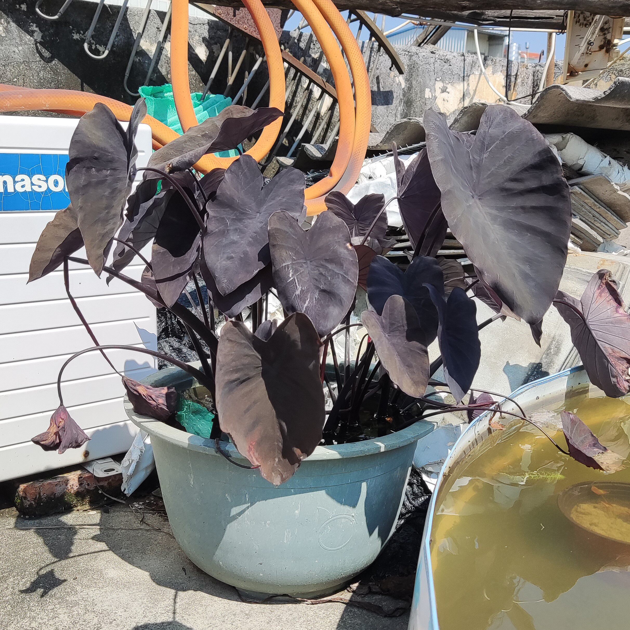 黑魔法海芋紫叶芋耐热多年生全日照可做水生植物观叶趣味容易庭院