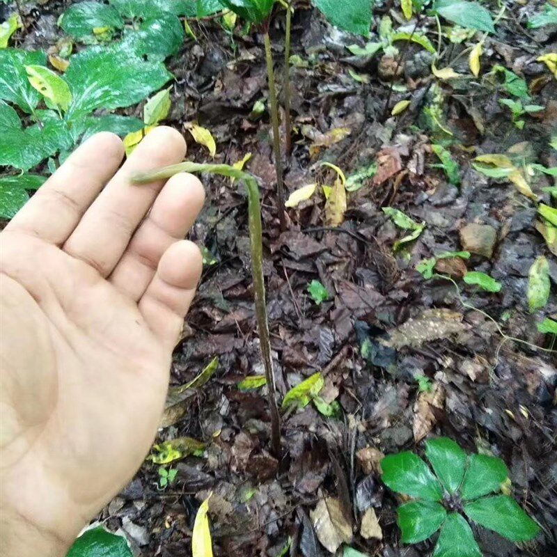 厂重楼专用根腐净防生根茎杆芽头腐烂倒苗生根茎腐壮苗根部病害库