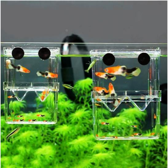 鱼缸孵化盒分离网新生鱼苗小鱼隔离盒孔雀鱼繁殖盒鱼产卵孵化盒鱼