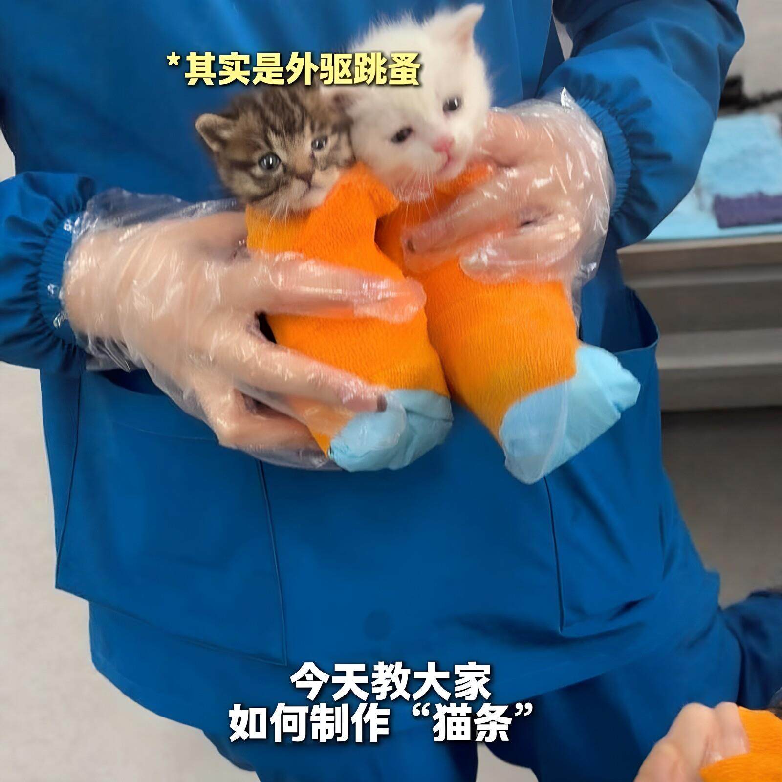 【猫猫虫】小猫驱虫裹布小奶猫体外驱虫绑带绷带防舔舐宠物保护带