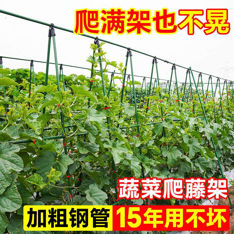 黄瓜爬藤架豆角架杆丝瓜蔬菜搭棚支架葡萄架子庭院户外固定支撑架