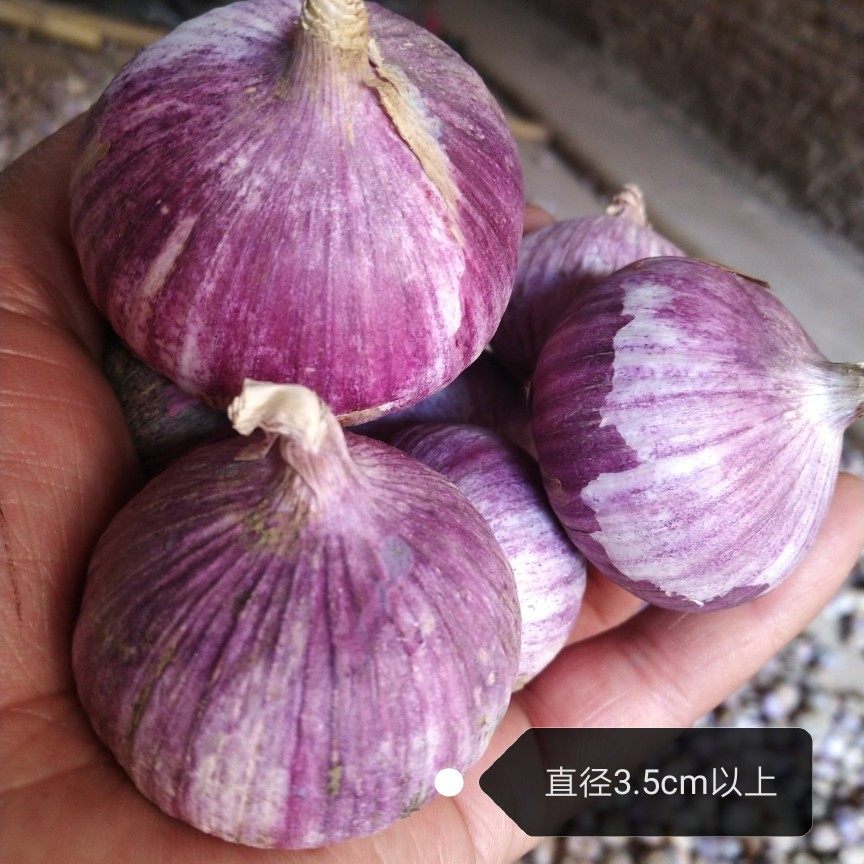 正宗独头蒜紫皮大蒜头现挖红皮独大蒜