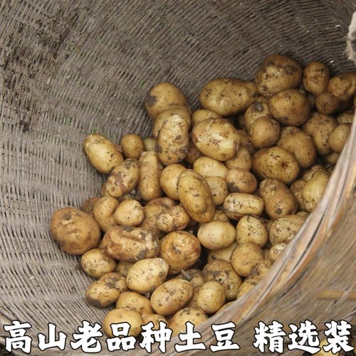 正宗恩施小土豆马尔科新鲜黄心小土豆粉糯马铃薯高山土豆烧烤洋芋