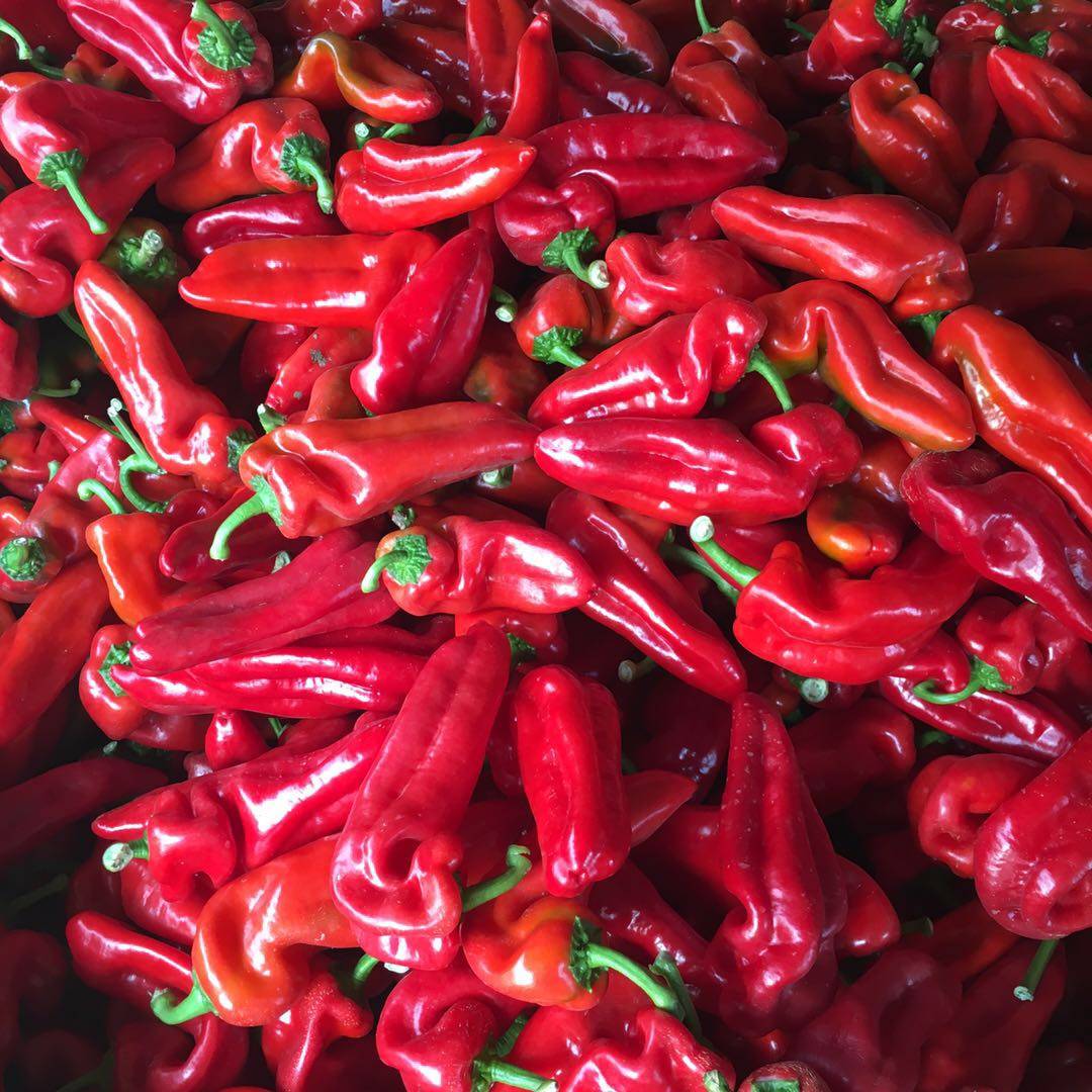 新鲜辣椒大红辣椒红尖椒5斤农家现摘辣椒鲜红甜椒当季菜包邮菜椒